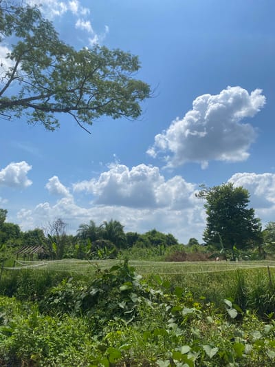 The image depicts an outdoor scene in Berangas Timur, Indonesia, under a bright blue sky with scattered white clouds. In the foreground, lush green vegetation, including leafy plants and tall grasses, dominates the lower portion of the frame. In the middle ground, there is a cultivated field covered with a fine white netting, likely to protect crops. A small, rustic wooden structure with a slanted roof is visible to the left of the netted field. The background is filled with dense green foliage, including trees and palm-like plants, suggesting a rural or natural environment. A large tree with spreading branches is prominent in the upper left corner, with its leaves reaching towards the sky. Another mature tree stands tall on the right side of the frame. The overall impression is one of a tranquil, natural landscape bathed in sunlight.