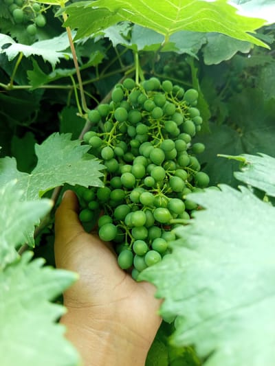 A person's hand, with fair skin and visible lines on the palm, is holding a cluster of unripe green grapes. The grapes are round and small, growing in tight bunches on a vine. Large, green grape leaves surround the cluster and hand, creating a lush, natural setting. The image appears to have been taken outdoors in a natural environment, possibly a vineyard or garden. There is no indication of a specific location within the city of Poltavka, Kyrgyzstan.