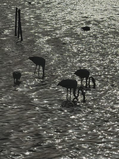 This media file captures a stark, silhouetted scene against a shimmering, textured background that appears to be water with sunlight glinting off its surface. The image is oriented vertically, giving the impression of looking up or down.

The primary subjects are silhouettes of what appear to be flamingos and possibly a person. In the upper portion of the image, two flamingo silhouettes are visible, their long necks curved. Below them, a single flamingo silhouette stands on spindly legs. Further down and to the left, a silhouette of a person is depicted, seemingly walking or standing with their legs extended. Another small, dark shape that might be a bird or a smaller object is in the upper left corner.

The activity is not explicitly depicted, but the presence of silhouettes suggests a moment captured at a specific time. The glinting sunlight on the water indicates it is daytime, likely with bright sun. The overall impression is one of stillness and a slightly abstract, artistic quality due to the strong contrast and the textured background. The location cues are limited to the presence of water and the natural forms, with no specific urban or geographical markers visible within the image itself. No text is present in the media file.