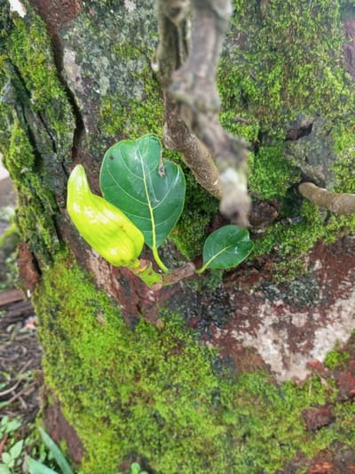 A close-up captures a textured tree trunk covered in vibrant green moss. A small, pale green, elongated fruit bud with subtle ridges emerges alongside two green leaves, one significantly larger than the other. A blurred, brown branch intersects the upper portion of the scene, creating a natural, organic composition. The bark is mottled with shades of brown and reddish-brown, indicating the tree's age and the presence of moisture.