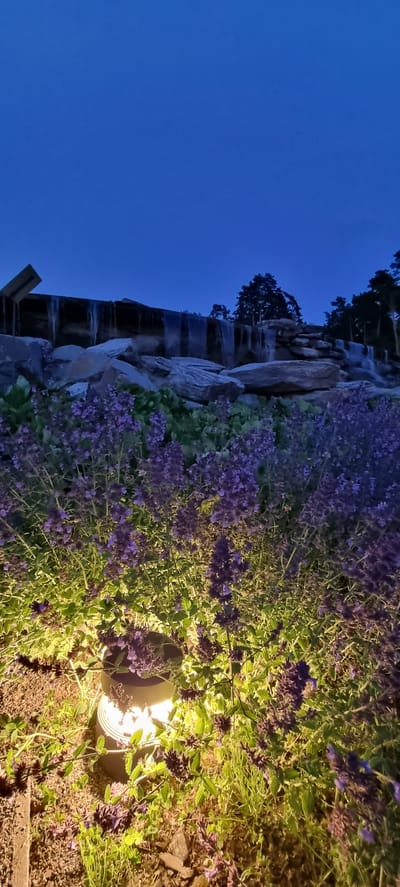 A low-angle shot captures a garden scene at dusk, featuring a waterfall and lush purple flowers in the foreground. The sky above is a deep, clear blue, transitioning to black. The waterfall, a man-made structure with rocks and a wooden beam, cascades water over a rocky ledge. In the foreground, illuminated by a warm yellow light from a ground-mounted fixture, are numerous blooming purple flowers, likely catmint or a similar variety. The flowers are dense and vibrant, with some of their branches extending towards the light source. The surrounding ground is covered in soil and small stones. The scene is tranquil and picturesque, suggestive of a well-maintained outdoor space. There are no people or animals visible in the image. The location is identified as Shulgino, Russia.