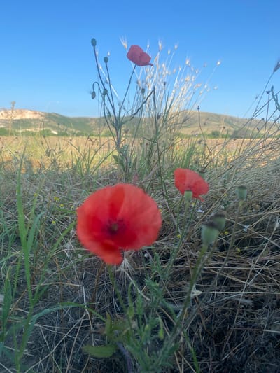 A close-up, low-angle shot captures a field of dry grass and green shoots under a clear blue sky, with rolling hills in the background, characteristic of the landscape near Kurtovo Konare, Bulgaria. Three bright red poppies are the focal point, with one in the foreground appearing blurred due to its proximity to the camera. Two other poppies are visible further back, one slightly out of focus. Several unopened poppy seed pods, still green and bulbous, are scattered among the foliage. In the distance, on the right side of the frame, a cluster of dry grass stalks with feathery tops catch the light, contrasting with the vibrant poppies. The ground is covered in a mix of dry, straw-like grass and fresh green blades. The overall impression is of a natural, rural setting bathed in bright sunlight.