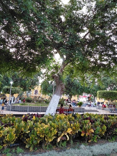 A tranquil outdoor scene captures a park setting. A large tree with a painted white trunk anchors the view, its lush green canopy providing ample shade. People populate the background, some seated on benches. A well-maintained flower bed bursting with colorful foliage adds a touch of vibrancy along the right edge. A glimpse of a light-colored building further back suggests an urban or town park setting.