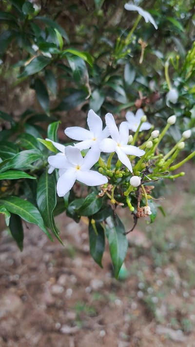 A cluster of white flowers with five petals each is the main subject of this image. The flowers are arranged on a branch with dark green leaves. Some buds are visible on the same branch. The background is blurred, showing a mix of brown and green tones, suggesting an outdoor environment. The image appears to be a close-up shot, focusing on the details of the flowers and foliage. The flowers are white and star-shaped, with a yellow center. They are in various stages of bloom, with some fully open and others still as buds. The leaves are glossy and oval-shaped. The overall impression is one of natural beauty and tranquility. This image was captured in Meunasahmeucap, Indonesia.
