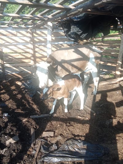 In a rustic, open-air enclosure made of rough-hewn wood, a mother cow and her calf stand on a soiled dirt floor. The enclosure's roof is constructed from wooden beams, with some sections covered by black plastic sheeting. Sunlight streams through gaps in the wooden walls, casting striped shadows across the ground. The mother cow is predominantly brown and white, while the calf is smaller with distinct brown and white markings. The ground is covered in mud, straw, and scattered debris, including plastic bags. The scene appears to be in a rural or semi-rural setting. The specific location of "Дружба, Russia" is not visually discernible from the image itself.