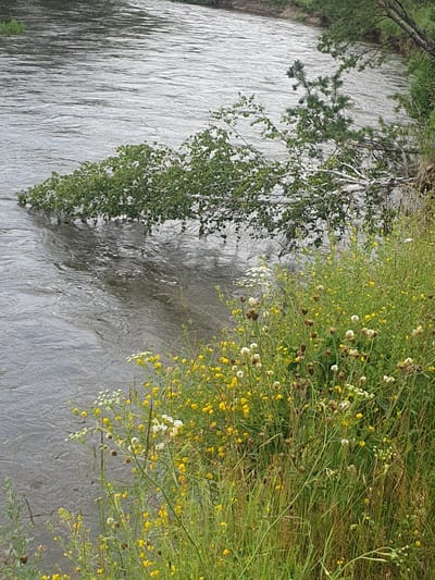 A fallen tree with green leaves extends over a river. The river has rippling water, and a muddy bank is visible on the right side. A dense patch of wildflowers, predominantly yellow and white, grows on the bank, with some brown seed heads. The scene appears to be in a natural setting, likely a riverbank in Mukhametovo, Russia.