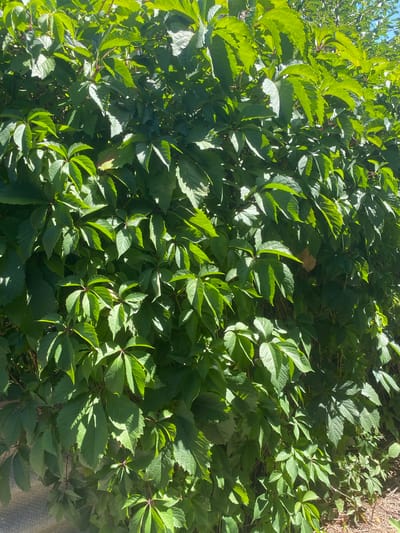 The image shows a dense, green vine covering a wall or fence in Жалпақсай, Kazakhstan. The leaves are lush and vibrant, with sunlight filtering through them, creating dappled shadows. The vine appears to be healthy and well-established, with no visible signs of damage or disease. The background is blurred, but hints of a building and possibly other vegetation are visible. There are no people or animals in the image. The overall impression is one of natural beauty and tranquility.