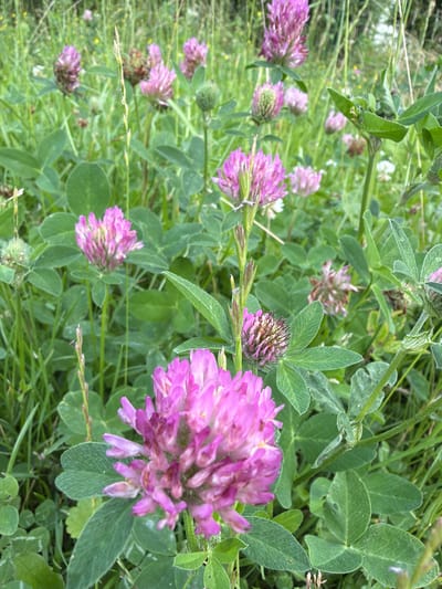 The image is a close-up, top-down view of a field of red clover flowers (Trifolium pratense) with lush green foliage and grass. The scene is outdoors, with a focus on the vibrant pinkish-purple flower heads. The flowers are in various stages of bloom, with some tightly closed buds and others fully open, revealing their delicate petals. The leaves of the clover are typically trifoliate, and some of these are visible. The background is a blur of green, suggesting dense vegetation. The lighting appears to be natural daylight, possibly in the morning or late afternoon, given the soft illumination and the absence of harsh shadows. The setting is likely a meadow or a field in rural Latvia, indicated by the presence of wildflowers and the natural, unmanicured appearance of the vegetation. There is no text visible in the image. The overall mood is serene and natural, capturing the beauty of a summer meadow in bloom.