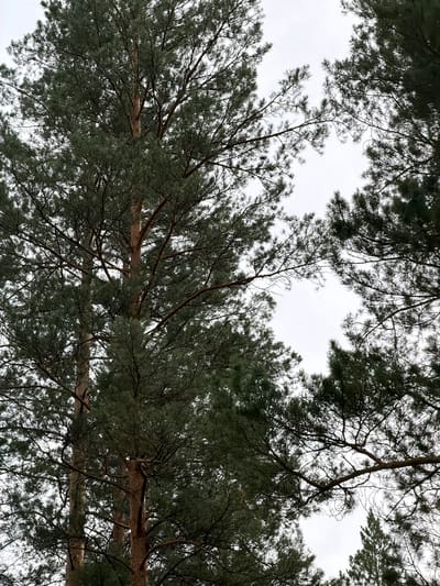 The image shows a view looking up through the branches and needles of pine trees against a pale, overcast sky. The perspective is from below, emphasizing the dense canopy of the evergreen trees. The branches are dark and complex, crisscrossing the frame, with many finer twigs and needles obscuring the sky in places. The overall impression is one of looking up from within a forest. The lighting suggests it is daytime, but the overcast sky indicates dull weather, possibly on a cloudy or misty day. There are no people or specific objects visible, only the natural elements of the trees and the sky. The location context is Ust-Sema, Russia, which aligns with the presence of coniferous forests. There is no visible text in the image.
