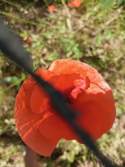 An extreme close-up, high-angle shot focuses on a single, vibrant red poppy in the foreground. The poppy's petals are delicate and translucent, with visible veins and a slightly ruffled texture. A dark, blurry object, possibly a fence or branch, cuts diagonally across the poppy, obscuring part of the flower and casting a shadow. The background consists of out-of-focus green and brown foliage, suggesting a natural setting. The image was captured on June 14, 2023, at an undisclosed time, with the location identified as Voznesenske, Ukraine. No people are visible in the frame.