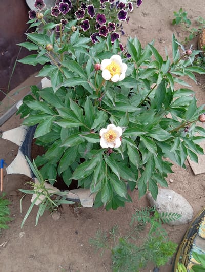 A medium shot captures a potted peony plant with two white and yellow flowers and several buds in the city of Novodesyatnikovo, Russia. The peony plant is housed in a repurposed tire, which has been painted with a starburst pattern. The tire sits on dry, sandy soil, with scattered small rocks and other low-lying green plants around it. In the background, a cluster of dark purple petunias with white edges adds a contrasting splash of color. The scene is illuminated by natural daylight.