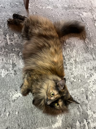 A tortoiseshell cat with green eyes is lying on its back on a grey patterned rug in a room. The cat's fur is a mix of brown, black, and orange. Its paws are splayed out, and its tail is curled behind it. The rug has a distressed pattern of white and dark grey. The scene takes place indoors, and based on the presence of a rug and indoor lighting, it suggests a domestic environment. No specific location in Pamyati 13 Bortsov, Russia can be determined from the image.