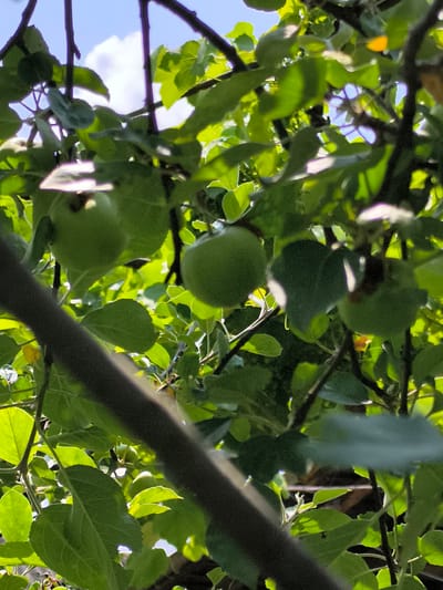 In Dobrogea Veche, Moldova, a close-up shot captures an apple tree laden with unripe green apples. Sunlight filters through the lush green leaves, illuminating the scene and casting dappled shadows. The focus is on the fruit and foliage, with the sky visible in the background through the branches. The image highlights the natural beauty of the orchard, with several apples visible among the leaves.