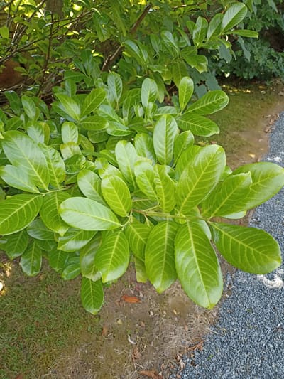The image shows a close-up view of a shrub with glossy green leaves. The shrub is situated outdoors, with glimpses of grass, soil, and gravel to the right. The leaves are oval-shaped with visible veins. Sunlight dapples the foliage, highlighting its texture. The background consists of more greenery and some branches. The overall scene suggests a garden or natural setting, possibly in Dungloe, Ireland.