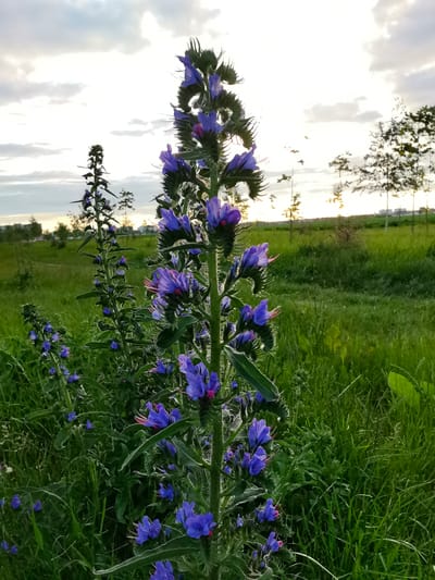The image depicts a field of tall purple wildflowers with green stems and leaves, in a grassy area. In the background, there are scattered trees, a few buildings, and a cloudy sky with the sun setting. The scene is located in Pinsk, Belarus. The photo is taken at ground level, looking upwards at the flowers and the sky. There are no people or animals visible in the image. The lighting suggests it is late afternoon or early evening.