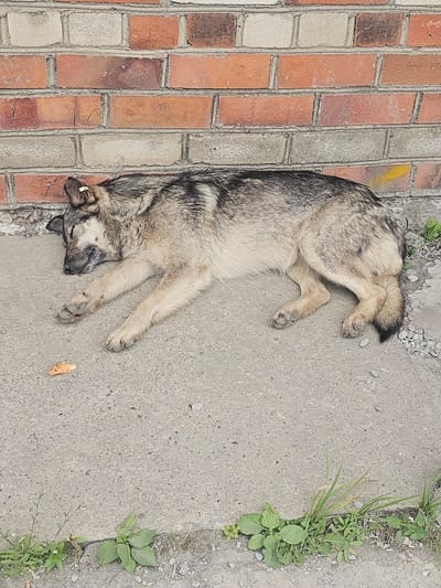 A stray dog is sleeping on the concrete sidewalk in front of a brick wall. The dog is medium-sized with gray and brown fur. It is lying on its side with its eyes closed and its paws extended. A small piece of bread is on the ground near the dog's head. Greenery is visible along the edge of the sidewalk. The scene is consistent with an outdoor environment in an urban area. The image was taken in Luchegorsk, Russia.