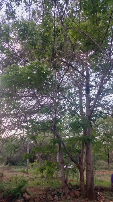 A tall tree dominates the view, its thick trunk and branches reaching upwards. Green leaves provide a lush canopy overhead, partially obscuring the sky. The ground is uneven, covered in rocks and vegetation, suggesting a natural outdoor setting. The image is taken from a low angle, emphasizing the tree's height and the density of the foliage.
