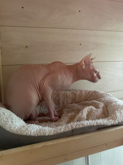 An adult Sphynx cat is seated on a fluffy white cat bed. The cat is facing right in profile, with its head turned slightly to the right. It has pink skin and blue eyes. The cat bed is placed on a wooden shelf, which is part of a multi-tiered wooden structure. The background is a wooden wall with horizontal planks. There are no people or other animals in the image. The location is not specified as being in Dubki (Gp Kubinka), Russia.