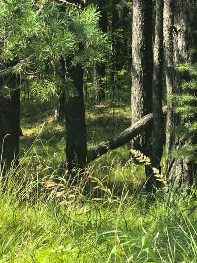 The image depicts a sun-dappled forest floor with tall, mature pine trees dominating the scene. The foreground is a thick growth of green grass and wild grasses, with some lighter colored dried grasses interspersed. A fallen tree trunk is visible horizontally across the middle ground, leaning against two of the standing pine trees. The bark of the pine trees is rough and textured, with visible striations. The background shows more dense forestation and shadows. The overall environment is a natural, wooded area, consistent with the natural landscapes found in and around Sysert, Russia, a city known for its forests and proximity to the Ural Mountains. No people or animals are present in the image.