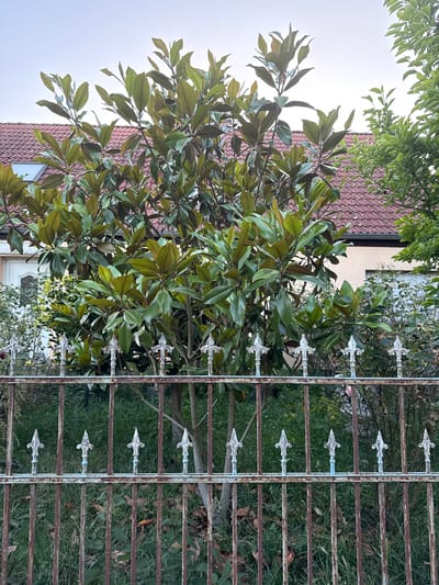 This is a medium-shot, eye-level, outdoor, daytime photograph taken at a property in the city of Wustermark, Germany. In the foreground, a rusted metal fence with decorative finials stretches horizontally across the frame. Behind the fence, a large tree with glossy green leaves, likely a magnolia, is prominent. The tree's branches extend upwards and outwards, partially obscuring the background. Beyond the tree, a portion of a building with a red-tiled roof and a light-colored facade is visible. The sky above is overcast and a pale gray. The environment appears to be a residential area with a garden. There are no people or animals visible in the frame. The overall impression is of a quiet, possibly suburban, garden scene.