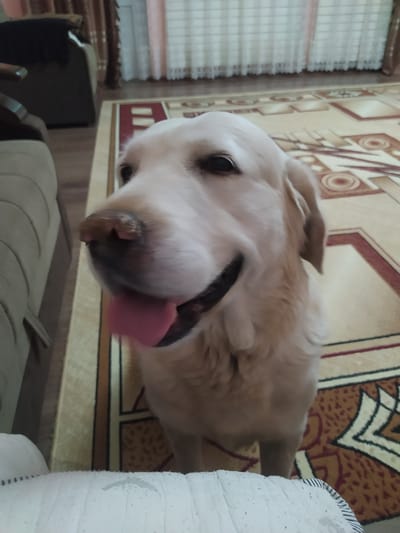 The image is a close-up, slightly angled shot of a light-colored dog, likely a Golden Retriever, with its tongue out and mouth open. The dog is positioned on a rug with a geometric pattern. The background shows a blurred interior setting with furniture, curtains, and a window. There are no people visible in the image. The scene appears to be indoors in a domestic environment. The location in Birlik, Uzbekistan is not discernible from the visual information in the image.