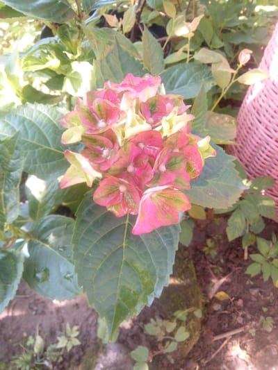 A close-up outdoor shot features a cluster of pink and green hydrangea flowers in bloom. The flowers are surrounded by large, dark green leaves, some of which appear to be wet. In the background, a portion of a pink woven basket is visible to the right. The ground beneath the plant is a mixture of soil and some small green sprouts. The lighting suggests it is daytime. The scene is located in Первомайская, Russia.