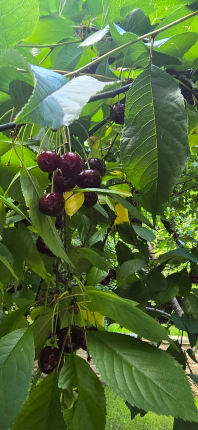 A cluster of dark red cherries hangs from a branch of a tree, surrounded by lush green leaves. Some leaves are a vibrant green, while others have a lighter, almost white hue, possibly due to sun exposure or a natural variation. A few yellow leaves are also visible among the green foliage. The cherries are plump and ripe, with some appearing slightly shriveled. The background is a blur of more green leaves and branches, suggesting an outdoor setting. The image is taken from a low angle, looking up at the cherries. The scene is set in Blagoveshchenka, Russia.
