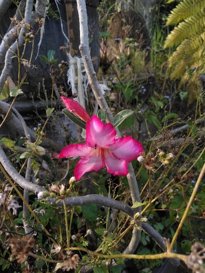 The image displays a close-up, outdoor shot of a vibrant pink and white Desert Rose (Adenium obesum) flower, located in Mouangkeo, Laos. The fully bloomed flower is centrally positioned, exhibiting five petals that are dark pink at the edges, fading to light pink and white towards the center, with visible water droplets on its surface. A small, dark-colored insect is observed within the flower's throat. To the upper left of the open flower, a single, dark pink flower bud, also bearing water droplets, is present. The foreground and midground feature multiple gnarled, grayish-brown branches, likely belonging to the same plant, interwoven with thinner green and brown stems bearing small leaves and dried seed pods. The background consists of dense foliage, including a prominent yellow-green fern frond in the upper right corner and various other green plants with sporadic small purple blooms. In the upper left background, a dark, textured object, possibly a planter or a larger tree trunk, is partially visible, from which white, fibrous material hangs. The scene is illuminated by natural light, indicating an outdoor environment. No human subjects or their direct actions are depicted.