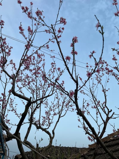 The image shows a view looking up into branches of a tree with pink blossoms against a pale blue sky, with faint clouds visible. On the right side of the frame, portions of a building or wall are visible, which would be typical in Drinovo, Bulgaria, given its urban location. The scene suggests springtime.
