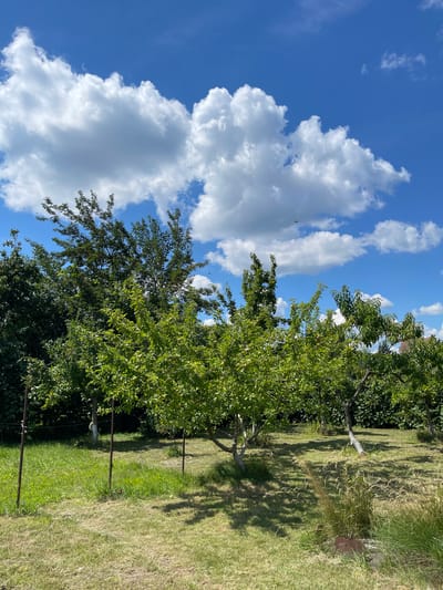 The image depicts a sunlit outdoor scene in Ivankovychi, Ukraine. In the foreground, a well-maintained lawn is visible with some patches of dry grass and taller, wispy vegetation. Several thin metal poles, possibly part of a fence or support system, are spaced across the grassy area. In the middle ground, several fruit trees with green leaves and some appearing to bear fruit are arranged. The trees have slender, light-colored trunks. The background is dominated by lush green foliage of trees and hedges, suggesting a garden or orchard setting. Above, a bright blue sky is filled with large, puffy white cumulus clouds. A small, dark, indistinct object, potentially a bird or insect, is visible in the sky towards the upper right quadrant. Another similar dark object is seen near the center of the sky, and a third is visible near the horizon line on the left side of the image. A faint glimpse of a roofline of a building is visible through the trees on the far right. The overall impression is a peaceful, rural landscape on a clear day.