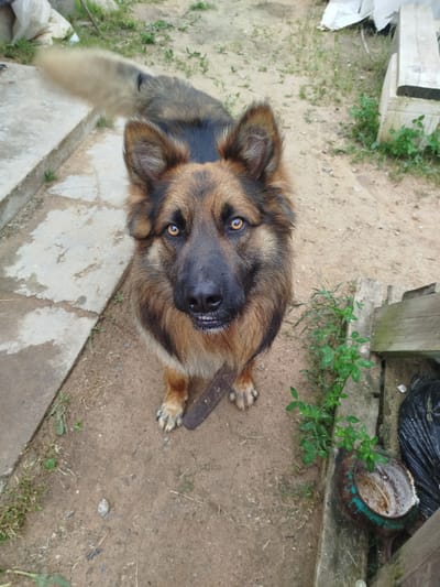 An outdoor, eye-level shot depicts a German Shepherd dog standing on a dirt path. The dog is facing forward, looking directly at the camera with its mouth slightly open and its tongue visible. Its fur is a mix of brown, black, and tan, and its tail, a fluffy extension of tan fur, is blurred as if in motion. The dog's front paws are visible, one resting on a dark object that appears to be a piece of wood.
The environment is rural. To the left of the dog, a concrete structure, possibly a curb or a foundation, runs diagonally across the frame. Beyond the concrete, some dry grass and a white object, possibly a tarp or a bag, are visible. To the right of the dog, a wooden structure, resembling a plank or a fence post, runs vertically. Next to this, a green plant grows from a rusty, green-colored metal bowl, which is partially filled with water and debris. A black plastic bag lies next to the bowl. The ground is composed of loose dirt with scattered dry grass and small pebbles. The overall impression is of a simple, outdoor setting, likely a yard or a rural area. The lighting suggests it is daytime, with soft illumination. The image does not contain any discernible landmarks that would specifically place it within Баравухскі сельскі Савет, Belarus, beyond it being a general rural scene.