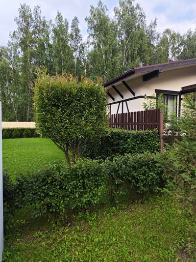 The media file depicts a well-maintained residential yard with a modern house and lush greenery. The house, painted in a light cream color, features a dark brown roof with visible structural beams in a contrasting black. A brown wooden fence separates the yard from the house.
In the foreground, a neatly trimmed green hedge runs horizontally, with a rounded, bushy tree planted within it. This tree has vibrant green leaves and some reddish-brown new growth at its tips. To the right of the house and fence, a tall evergreen tree adds to the varied vegetation. The background is dominated by a dense line of tall deciduous trees, likely birches given their white bark, with a clear sky above, suggesting a daytime scene.
The yard itself is covered in a neatly cut green lawn, with small white flowers scattered throughout. To the far left, a light-colored fence borders the property, and a row of small, conical evergreen bushes is visible. The overall impression is one of a peaceful and orderly suburban or rural setting.
The image appears to be taken during daylight hours, with soft lighting indicating it could be morning or late afternoon. The weather seems pleasant, with a partly cloudy sky. There are no people visible in the media file. A small green sign with the number "8" in white is affixed to the house wall above the fence. The location context is Krasnoe Pole, Russia.