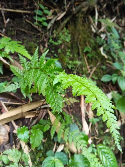 A close-up shot depicts a vibrant green fern frond extending diagonally from the lower-left to the mid-right of the frame. The frond exhibits intricate pinnately compound leaves, with the younger growth at its tip appearing a lighter shade of green. The fern originates from a densely vegetated ground cover that includes dark, moist soil, scattered brown leaf litter, fragments of dried bamboo or wood, and various smaller green plants, including mosses and other ferns. The background is out of focus, reinforcing the depth of the forest floor environment. No human subjects, animals, or artificial objects are present. The scene represents a natural, undisturbed botanical setting consistent with a rainforest or dense jungle area in the vicinity of Bangalum Bridge, Papua New Guinea.