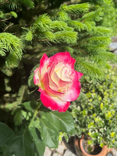 The image shows a rose with white and pink petals in a garden setting. The rose is partially opened, revealing lighter yellow inner petals. It is surrounded by green foliage, including a fir or spruce-like plant on the left and broader leaves on the right. In the background, there is another bush with variegated leaves and a terracotta pot. The scene appears to be outdoors in daylight. The location is Piperkovo, Bulgaria. No people are visible.