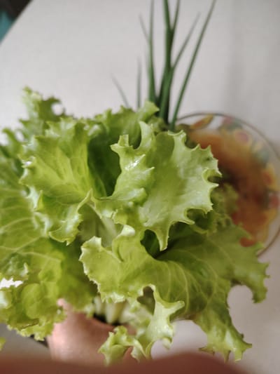 The image shows a close-up of a head of vibrant green, leafy lettuce. The lettuce leaves are ruffled and appear fresh, with some water droplets visible on their surface. Behind the lettuce, there are thin, green stalks, possibly chives or green onions. To the right, a blurred background reveals a circular object, likely a bowl or dish, containing a yellowish liquid with some small, indistinct shapes within it. The overall setting appears to be indoors, with a plain, light-colored surface in the background. There is no discernible information about the specific location within Кривец, Russia, nor any identifiable people or actions beyond the arrangement of the produce.