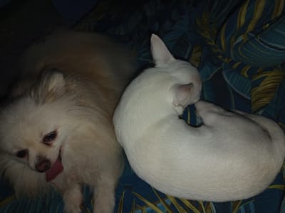 Two dogs are resting on a blue and yellow floral patterned blanket. On the left is a cream-colored Pomeranian, its mouth open with its pink tongue hanging out. Its eyes are dark and looking downwards. To the right of the Pomeranian is a white Chihuahua curled up asleep. The Chihuahua is on its side, with its head tucked into its body and its tail wrapped around its back. The scene appears to be indoors, likely in a home, given the presence of the blanket and pets. The lighting is dim, suggesting it might be nighttime or a dimly lit room. There is no visible text in the image.