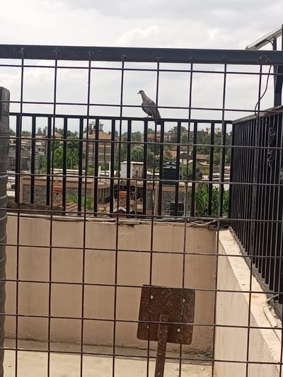 An elevated scene in Kiamaina ward, Kenya, is depicted through a dark metal grid fence that vertically bisects the image. In the upper mid-frame, a single gray pigeon with a reddish beak perches on a horizontal bar of this fence, oriented towards the left. Beyond the fence, an urban landscape extends, featuring numerous multi-story buildings with light-colored walls and dark roofs, interspersed with green foliage. A notable structure with a distinct brown roof is visible centrally in the mid-distance. The sky above is overcast with scattered white clouds. In the foreground, below the upper fence, a light-colored concrete or stucco wall runs horizontally. Directly beneath the pigeon, within the fenced area, a rusty, rectangular dark metal sign or object with a vertical support pole stands on a concrete surface, exhibiting white speckles or splatters. No human subjects are visible.