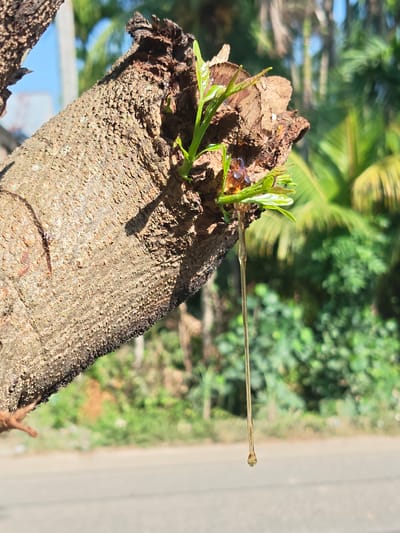 In Ubitpayaitek, Indonesia, a close-up shot focuses on a section of a tree trunk. The bark is rough and textured, with a visible cut or wound at the top. From this wound, a viscous, amber-colored sap is dripping, forming a long, thin strand that tapers to a droplet at the bottom. Several small, vibrant green leaves are emerging from the same wound, indicating new growth. The background is blurred, featuring lush green foliage, palm fronds, and a hint of a clear blue sky, suggesting an outdoor, possibly tropical environment. The ground below appears to be an asphalt road. The lighting suggests a sunny day, casting a subtle shadow on the tree trunk.