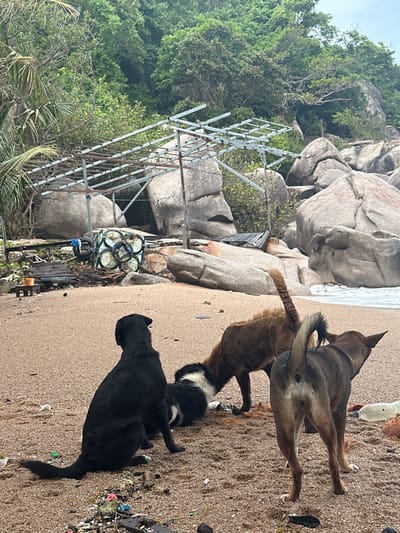 On a beach, three dogs gather near an abandoned metal structure with several fishing traps hanging nearby. One dog, dark brown with white markings, is mid-motion, perhaps interacting with a black dog lying on the ground. Behind them, a light brown dog stands, its back to the viewer. The beach is sandy with scattered debris. In the background, large boulders and lush green vegetation are visible.