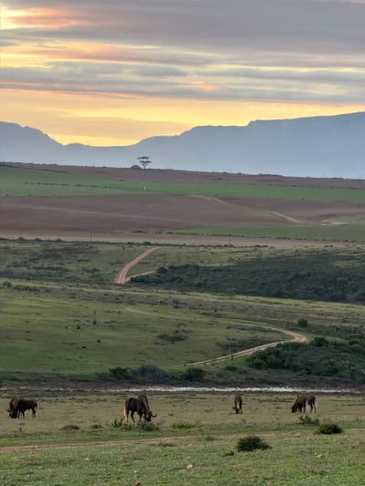 The image depicts a landscape in George, South Africa. In the foreground, there are several wildebeest grazing on a grassy plain. A dirt road winds through a green valley to the right. Adjacent to the grassy area is a series of agricultural fields with varying shades of green and brown. In the background, there are mountain ranges under a sky with wispy clouds tinged with yellow and orange hues from the sunset. There is a bare tree in the middle ground. The overall lighting suggests it is either sunrise or sunset.