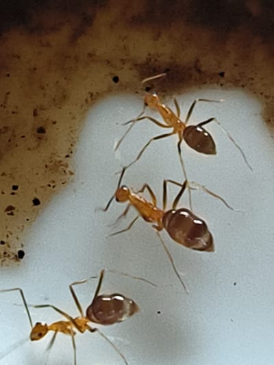 The image shows three ants. Two ants are positioned in the upper right quadrant of the image, and one ant is in the lower left quadrant. The ants are orange-brown in color, with segmented bodies and long, thin legs. The ants appear to be on a light-colored, slightly textured surface, with a darker, granular surface in the upper left corner. The image is a close-up shot, and the details of the ants' exoskeletons and antennae are visible. No specific location in Teupinreusep, Indonesia can be determined from this image.