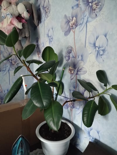 A large, healthy Ficus elastica plant in a white pot is positioned in the foreground, to the right of center. The plant has lush, dark green, glossy leaves and a sturdy brown stem. It is supported by a green stake. The background features wallpaper with a light blue base adorned with a pattern of large, stylized blue and white orchids. To the left of the plant, partially visible, is a brown cardboard box with transparent tape. A white object, possibly a bottle of cleaning spray, is placed behind the plant's stem. On the far left of the image, the top of a turquoise and black iron is visible, resting on a dark surface. Above and behind the plant, to the left, are two stuffed animal toys; one appears to be a white rabbit with pink accents, and the other is a gray rabbit. The lighting suggests an indoor setting. The image was taken on May 4, 2024, at 10:53 AM in Yashkino, Russia.