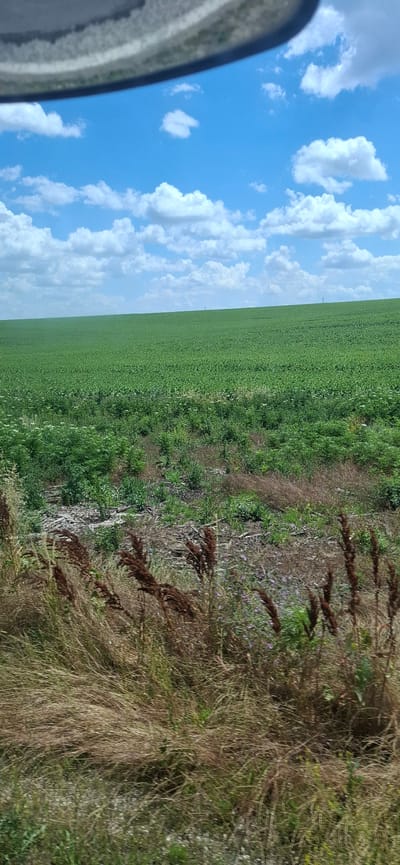 The image depicts a wide expanse of a vibrant green field stretching towards a gently rolling horizon under a bright blue sky dotted with fluffy white clouds. In the foreground, dry, brown grasses and some darker, seed-bearing stalks stand tall, partially obscuring a patch of green vegetation with small white flowers and scattered dry debris. The scene appears to be a rural landscape, potentially a cultivated field or pasture, situated in or around Zgalevo, Bulgaria. The perspective suggests the photo was taken from a moving vehicle, as indicated by the blurred edge of what appears to be a car's interior or window frame at the top of the image. There are no people or animals visible in the frame.