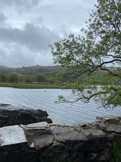The photograph shows a landscape in Beddgelert, United Kingdom. In the foreground, there is a rocky outcrop covered with vegetation. Adjacent to the rocks is a large body of water, likely a lake, its surface reflecting the overcast sky. A tree with green foliage extends from the upper left of the frame towards the center, partially obscuring the view. In the distance, a green hillside rises from the edge of the water, with trees visible along the shoreline. The sky is filled with gray clouds, suggesting a damp or overcast day. The photograph is taken from a low angle, emphasizing the immediate foreground elements and the scale of the landscape.