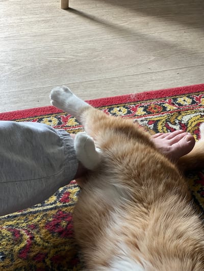 The image shows a close-up view of a person's bare foot and legs, partially covered by gray sweatpants, resting on a colorful Persian-style rug. An orange and white cat is lying on its back, its paws extended towards the person's legs. The scene appears to be indoors, on a wooden floor, suggesting a domestic setting within the city of Khor, Russia.