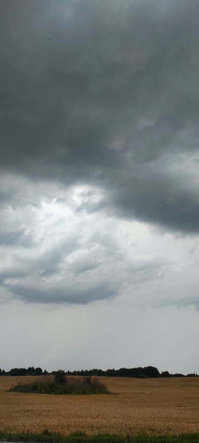 A low-angle, full-frame, vertical, outdoor, medium shot captures a view of a field of wheat under a stormy, overcast sky. The wheat field occupies the bottom third of the frame and appears dry and golden, with rows of stalks visible. A small, densely vegetated mound is situated in the center of the field, with a dark line of trees forming the horizon at the far edge of the field. The sky is filled with dark, heavy clouds, with a patch of lighter sky visible towards the center, suggesting breaks in the cloud cover. Three small, dark specks, likely birds, are visible in the sky. The image depicts a rural landscape, possibly in the city of Novy Izborsk, Russia, during inclement weather.