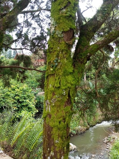 A close-up view of a moss-covered tree trunk stands prominently in the foreground. Lush greenery, including ferns and shrubs, fill the lower left, leading to a flowing river lined with rocks on the right. A glimpse of a building with a red roof is visible through the trees in the background. The upper portion of the image is filled with branches and foliage against a cloudy sky.