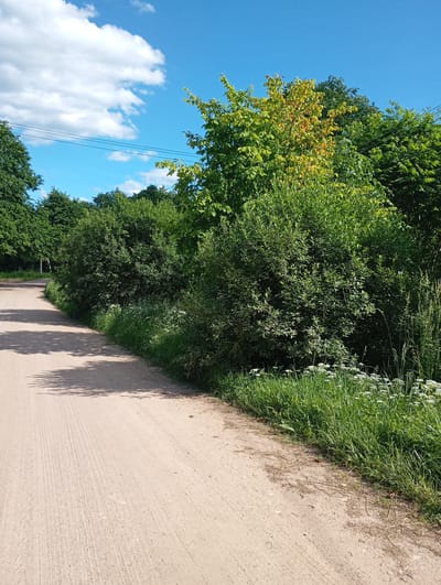 A dirt road curves to the left, bordered by lush green trees and bushes on the right. Tall grass and white wildflowers grow along the edge of the road. The sky is a clear blue with scattered white clouds. In the distance, more trees form a dense line. Electrical wires are visible strung across the sky above the trees. The road appears to be in a rural setting, possibly in the village of Shil'tsevo, Russia, given the presence of natural vegetation and power lines. The lighting suggests it is daytime with bright sunlight, casting shadows on the road.