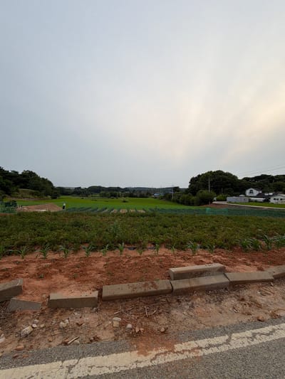 The image depicts a rural landscape, likely in the vicinity of Dangjin-si, South Korea. The foreground shows a dirt path with broken concrete edging and loose stones. Behind the path, a neatly planted field of young corn stalks stands out against the reddish-brown soil. Further into the mid-ground, rows of green crops, possibly vegetables or leafy greens, extend across a larger field. Some of these crops are covered with green netting. In the distance, a man is visible walking in a green field. The background features a cluster of houses, trees, and power lines, suggesting a semi-rural or suburban setting. The sky is overcast with a hint of sunlight breaking through on the right side.