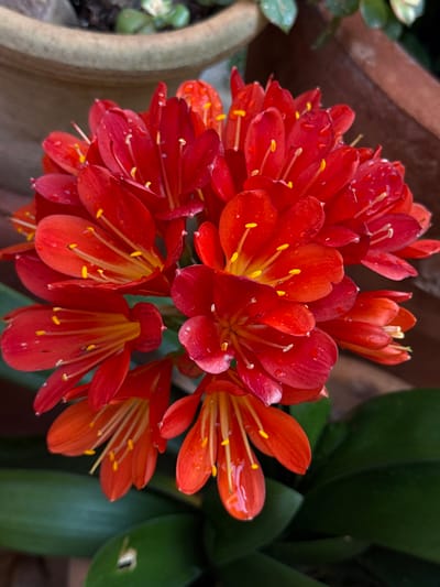 A close-up photograph captures a vibrant cluster of red-orange Clivia miniata flowers, located in Fornalutx, Spain. The spherical inflorescence is densely packed, with individual flowers displaying prominent yellow stamens and multiple petals. Small, clear water droplets are visible on the petals and some leaves, indicating recent moisture. Dark green, strap-like foliage of the plant is partially visible at the base and sides of the flower cluster. The background is softly blurred, revealing the upper rim of a light-colored terracotta pot containing soil and indistinct green plant material in the upper portion, and a darker, textured surface, possibly wood or stone, in the lower portion. No people, actions, or specific interactions are depicted.